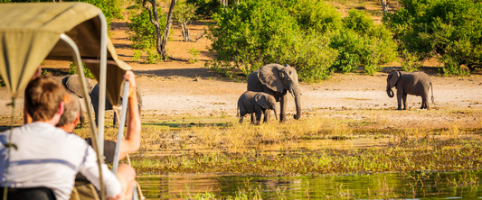 Tips for Being a Responsible Wildlife Tourist
