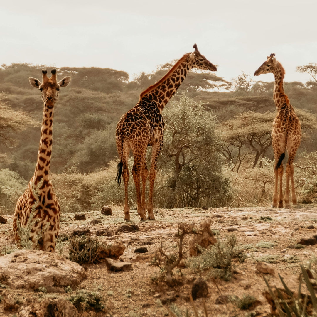 Three Giraffes in African Savannah Landscape
