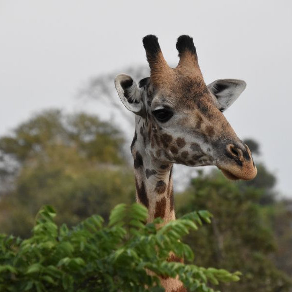 A giraffe picking its head above the green tree tops